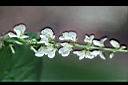大葉山螞蝗-花0.jpg