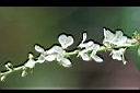 大葉山螞蝗-花1.jpg