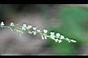 大葉山螞蝗-花6.jpg
