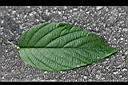 大葉山螞蝗-葉正.jpg