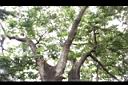 大葉巴克豆-枝0.JPG