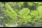 大葉巴克豆-葉02.JPG