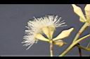 大葉桉-花19.JPG