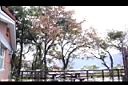 大葉榿寄生-寄主2.JPG