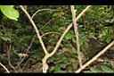 大葉樹蘭-莖00.JPG