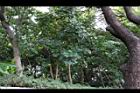 大葉樹蘭06.JPG