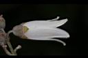 大葉溲疏-花13.JPG