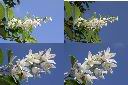 大葉溲疏-花序1.jpg