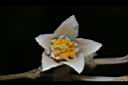 大葉溲疏-花蕊02.JPG