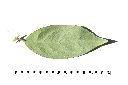 大葉溲疏-葉背00.JPG