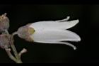 大葉溲疏-花12.JPG