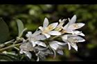 大葉溲疏-花序05.JPG