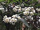 大葉溲疏-花序13.JPG