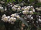 大葉溲疏-花序14.JPG