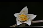 大葉溲疏-花蕊00.JPG