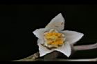 大葉溲疏-花蕊01.JPG