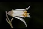 大葉溲疏-花蕊05.JPG