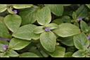 大葉石龍尾-葉03.JPG