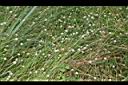 大葉穀精草-實00.JPG