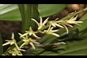 大葉絨蘭-花05.JPG