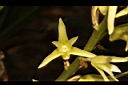 大葉絨蘭-花10.JPG