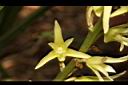 大葉絨蘭-花11.JPG