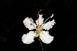 大葉羊蹄甲-花00.JPG