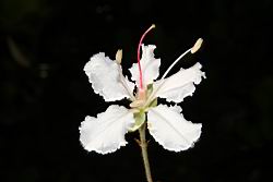 大葉羊蹄甲-花01.JPG