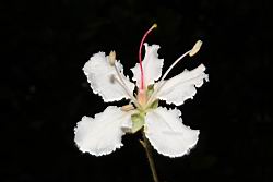 大葉羊蹄甲-花02.JPG