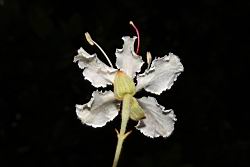 大葉羊蹄甲-花背01.JPG
