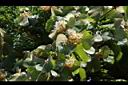 大葉羊蹄甲-花序01.JPG