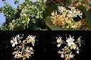 大葉羊蹄甲-花序1.jpg