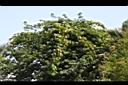 大葉羊蹄甲06.JPG