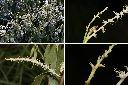 大葉苦櫧-花1.jpg
