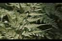 大葉骨碎補-孢子13.JPG