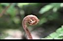 大葉骨碎補-幼葉08.JPG
