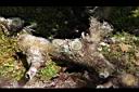 大葉骨碎補-莖09.JPG