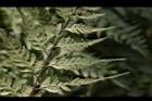 大葉骨碎補-孢子12.JPG