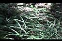 大葉鳳尾蕨-葉00.JPG