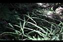 大葉鳳尾蕨-葉02.JPG