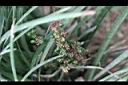 大麥門冬-實00.JPG