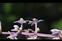 大麥門冬-花柄01.JPG