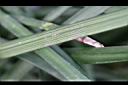 大麥門冬-葉1.JPG