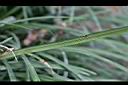 大麥門冬-葉3.JPG