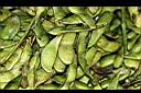 大豆-豆莢1.JPG