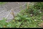 大車前草08.JPG