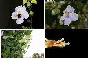 大鄧伯花-花.jpg