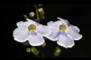大鄧伯花-花01.JPG