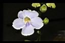 大鄧伯花-花04.JPG