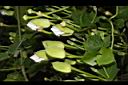 大鄧伯花-花苞02.JPG